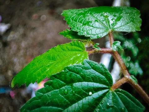 Leaves on a branc Foto stock