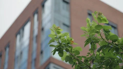 Leaves on a branch against the background of a brick building with windows 動画素材 320890137