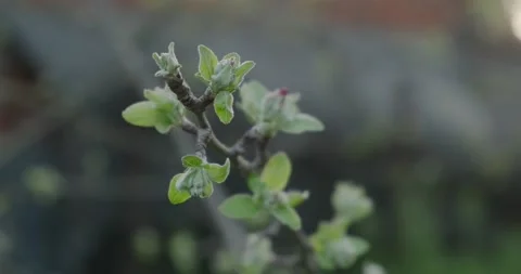 Leaves on a branch of an apple tree Video stock 186720504