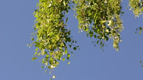 Leaves on branch of birch tree move in wind against blue sky 스톡 동영상 33071941