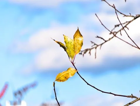 Leaves on branch in Fall Stock Photos