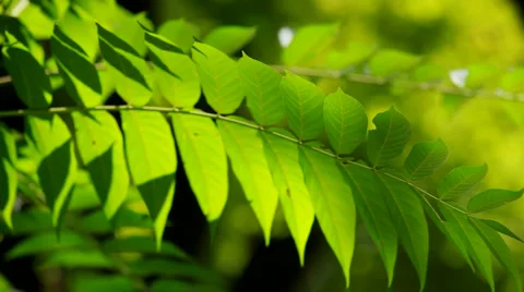 Leaves on the branch Video stock 1457253