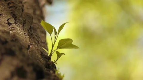 Leaves on a branch Stock Footage 50096943
