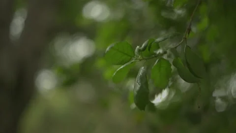 Leaves on a Branch in a Forest on a Cloudy Day Stock Footage