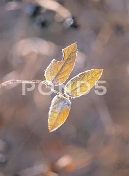 Leaves with Branch Stock Photos