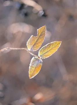 Leaves with Branch Stock Photos