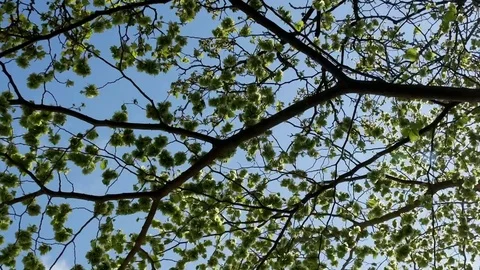 Leaves on branch of tree Stock Footage 75302876
