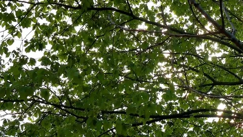 Leaves on branch of tree Stock Footage 75303160