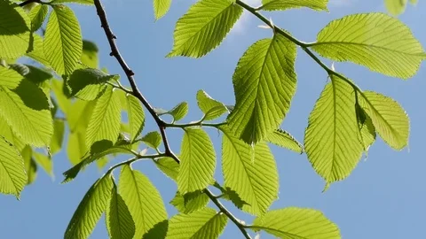 Leaves on branch of tree Stock Footage 75303183