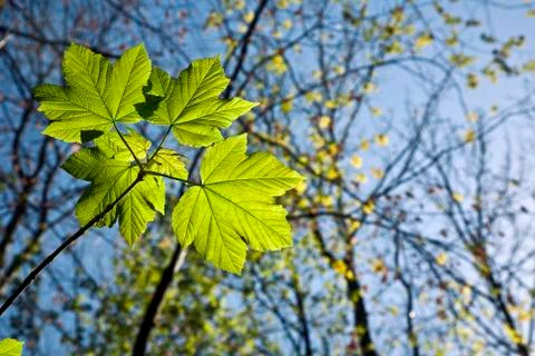 Leaves at a branch of the tree Stock Photos