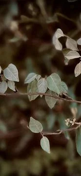 Leaves on A branch of a tree Stock Photos