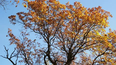 Leaves on branches in the autumn forest. 스톡 동영상 141302033