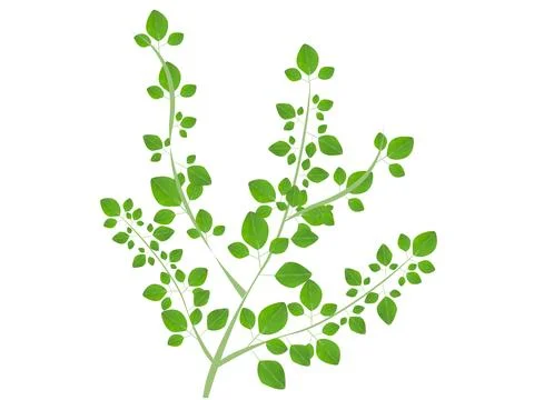 Leaves branches design on white background Stock Illustration