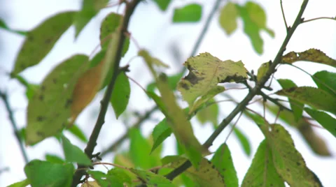 Leaves on a branches Video stock 31088606