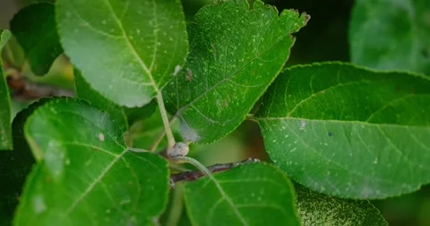 The leaves on the branches Stock Footage 140233797