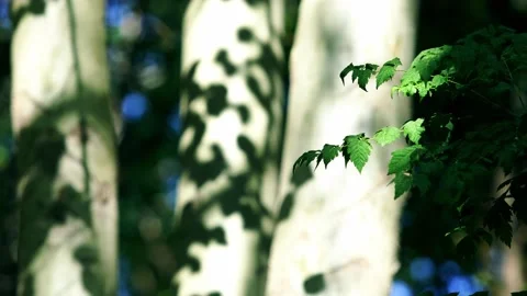 Leaves, branches, light and shadow Stock Footage 258113082