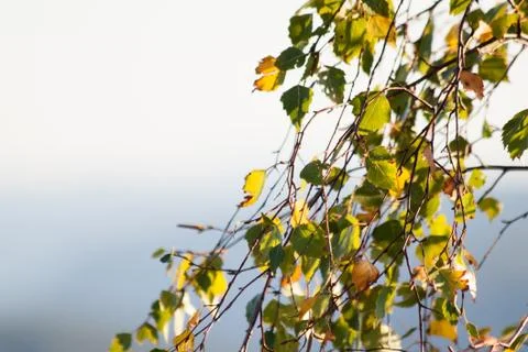 Leaves on branches Stock Photos