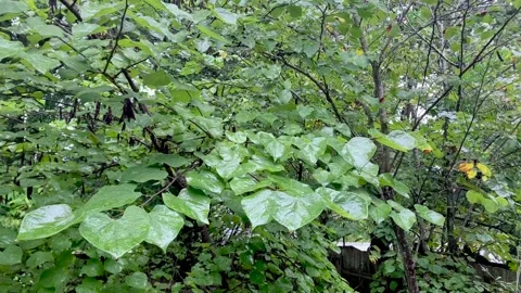 Leaves on branches in the rain Video stock 139467871