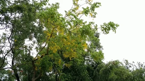 Leaves &amp; Branches Swaying in wind Stock Footage 110807366