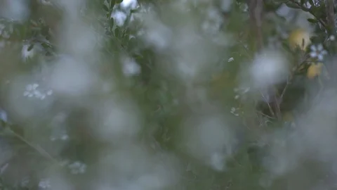 Leaves on the branches of a tree Vídeos de archivo 87121049
