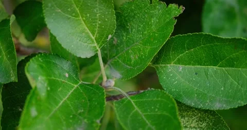 The leaves on the branches of the tree Stock Footage 140233815