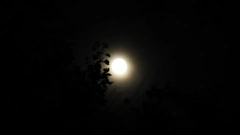 Leaves on branches of tree in moonlight Stock Footage 96340597