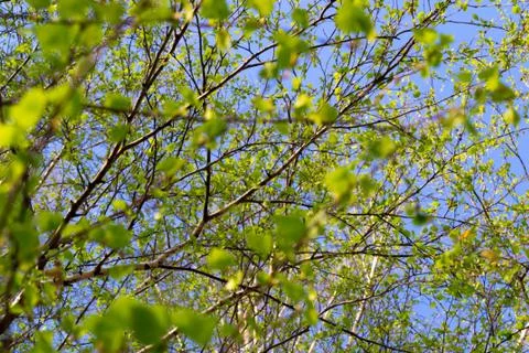 Leaves on branches of a tree Foto stock