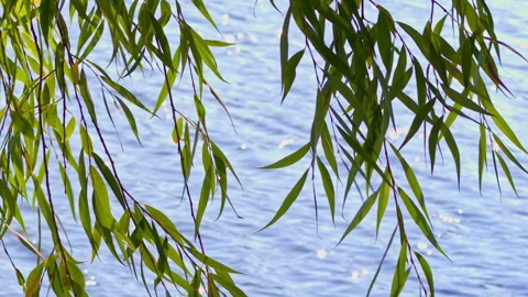 The leaves on the branches of the tree sway in the wind. Environment.  Stock Footage 162739989