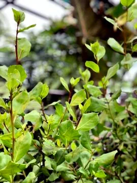 Leaves on the branches of a tropical tree Foto stock