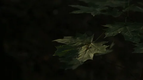 Leaves on the branches of wild trees in the park sway among the sun's rays Stock Footage 111909948