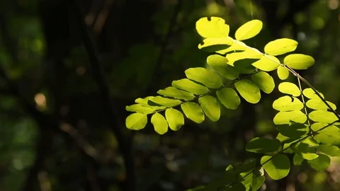 Leaves on the branches of wild trees in the park sway among the sun's rays Stock Footage 111909977