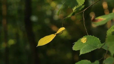Leaves on the branches of wild trees in the park sway among the sun's rays Stock Footage 111910216