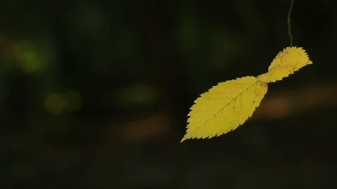 Leaves on the branches of wild trees in the park sway among the sun's rays Stock Footage 111910359