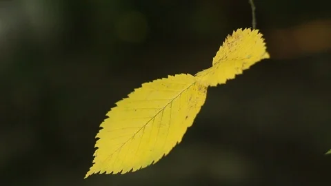 Leaves on the branches of wild trees in the park sway among the sun's rays Stock Footage 111910652