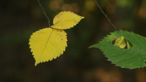 Leaves on the branches of wild trees in the park sway among the sun's rays Stock Footage 111910700