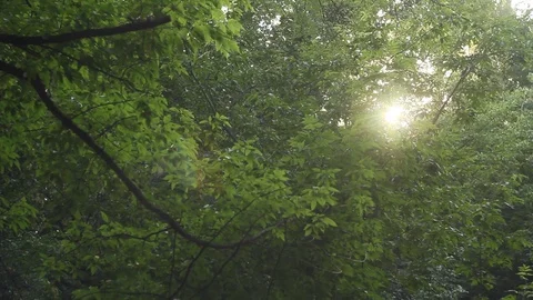 Leaves on the branches of wild trees in the park sway among the sun's rays Stock Footage 111910795