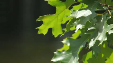 Leaves in breeze 01  Stock Footage 955697