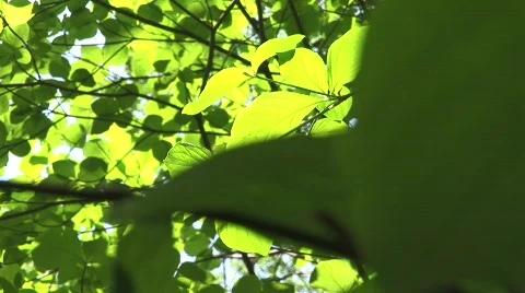 Leaves in the breeze 1 Stock Footage 478954
