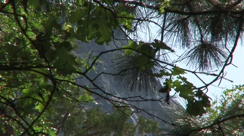 Leaves in the breeze 2 Stock-Footage 478949
