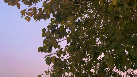 Leaves in the breeze , 4K slow motion Stock Footage 249100831