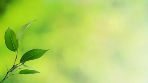 Leaves in breeze background Stock Footage 8847831