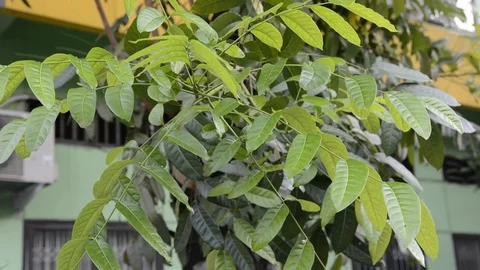 Leaves in the breeze create a calm and peaceful atmosphere. Stock Footage 125507388
