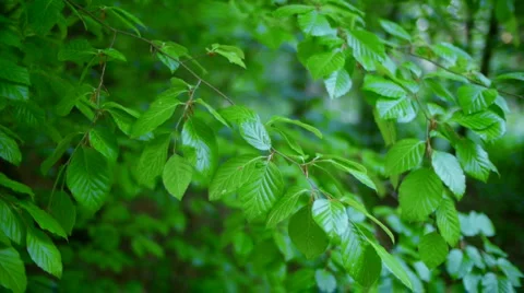Leaves Breeze 库存影片 4612753