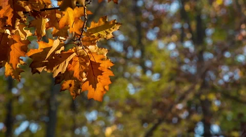 Leaves in the breeze Stock Footage 56753275