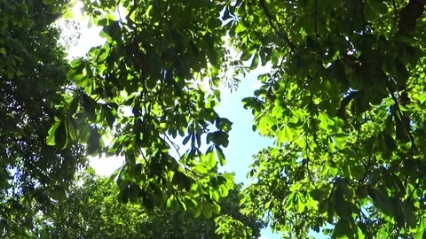Leaves in the breeze Stock Footage 131975059