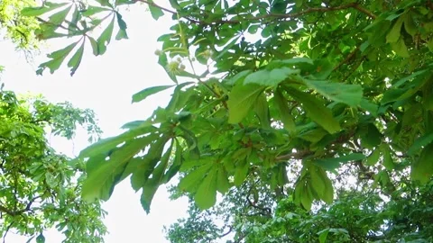 Leaves in the breeze Stock Footage 131975322