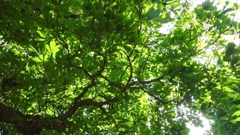 Leaves in the breeze Stock Footage 131975574