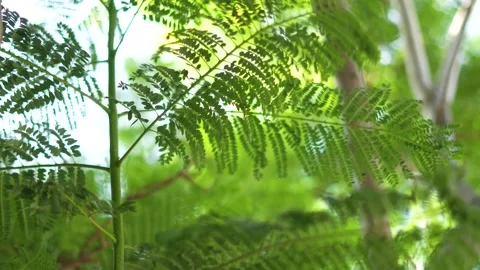 Leaves in the Breeze Stockbeeldmateriaal 283377669