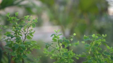 Leaves with breeze mode with bokeh background Stock Footage 165856081