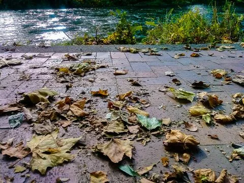 Leaves on brick by river Foto stock